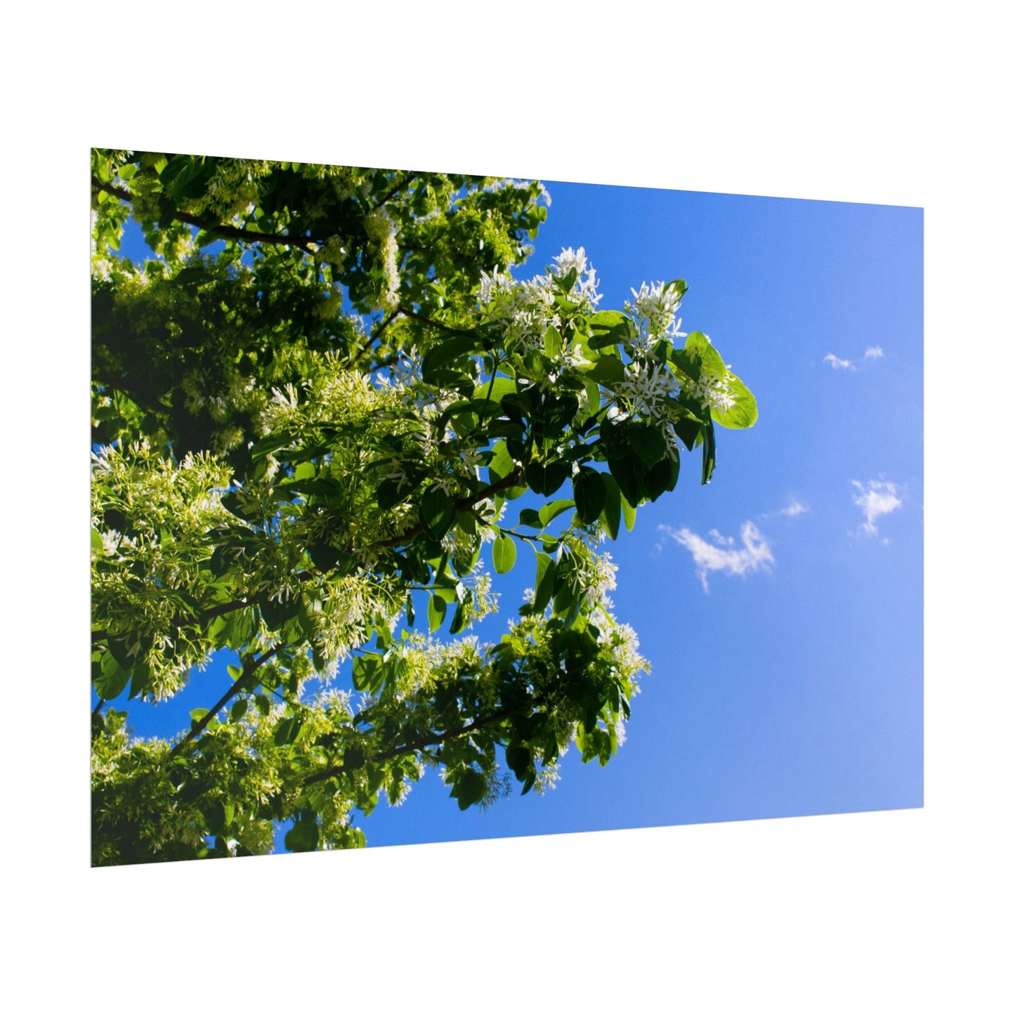 Beautiful Floral Sky Rolled Poster - Perfect Wall Art for Nature Lovers