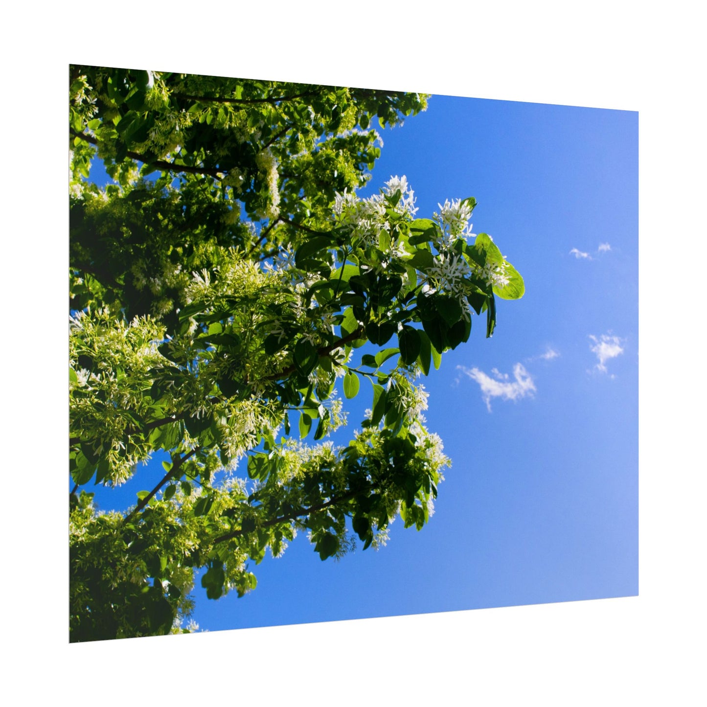 Beautiful Floral Sky Rolled Poster - Perfect Wall Art for Nature Lovers