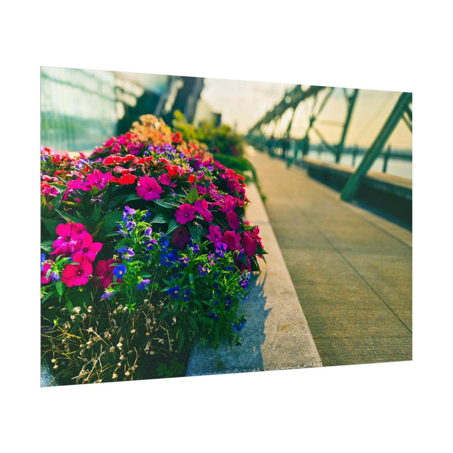 'Pier 57' Floral Rolled Posters for Home Décor