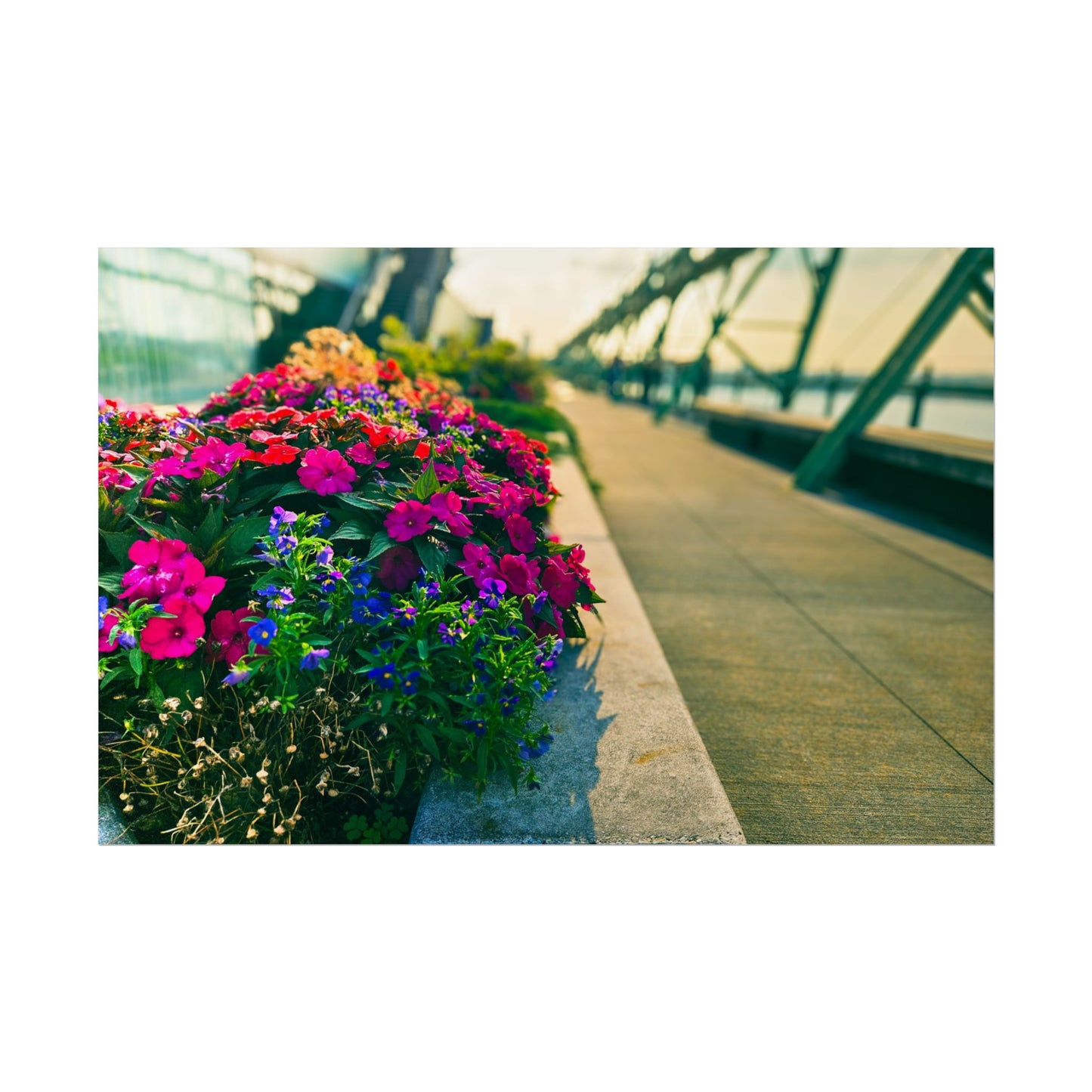 'Pier 57' Floral Rolled Posters for Home Décor