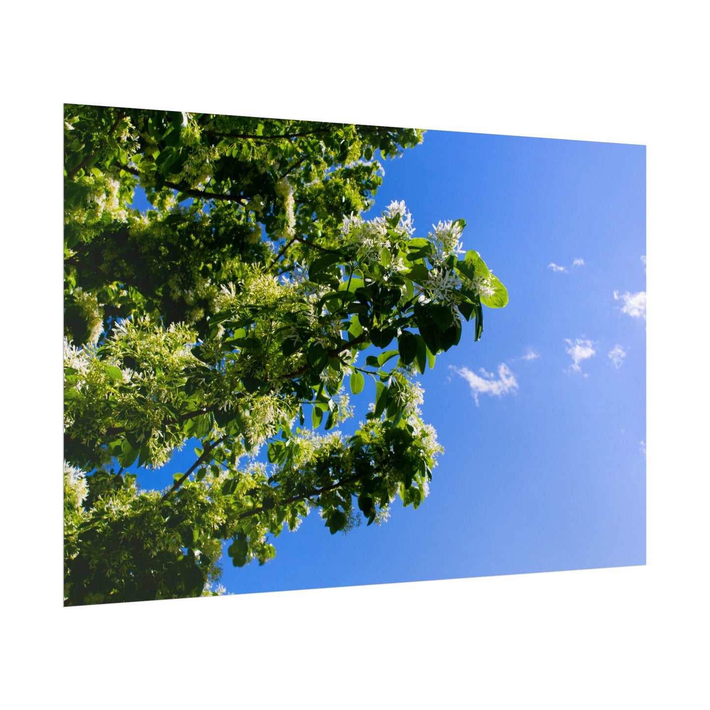 Beautiful Floral Sky Rolled Poster - Perfect Wall Art for Nature Lovers