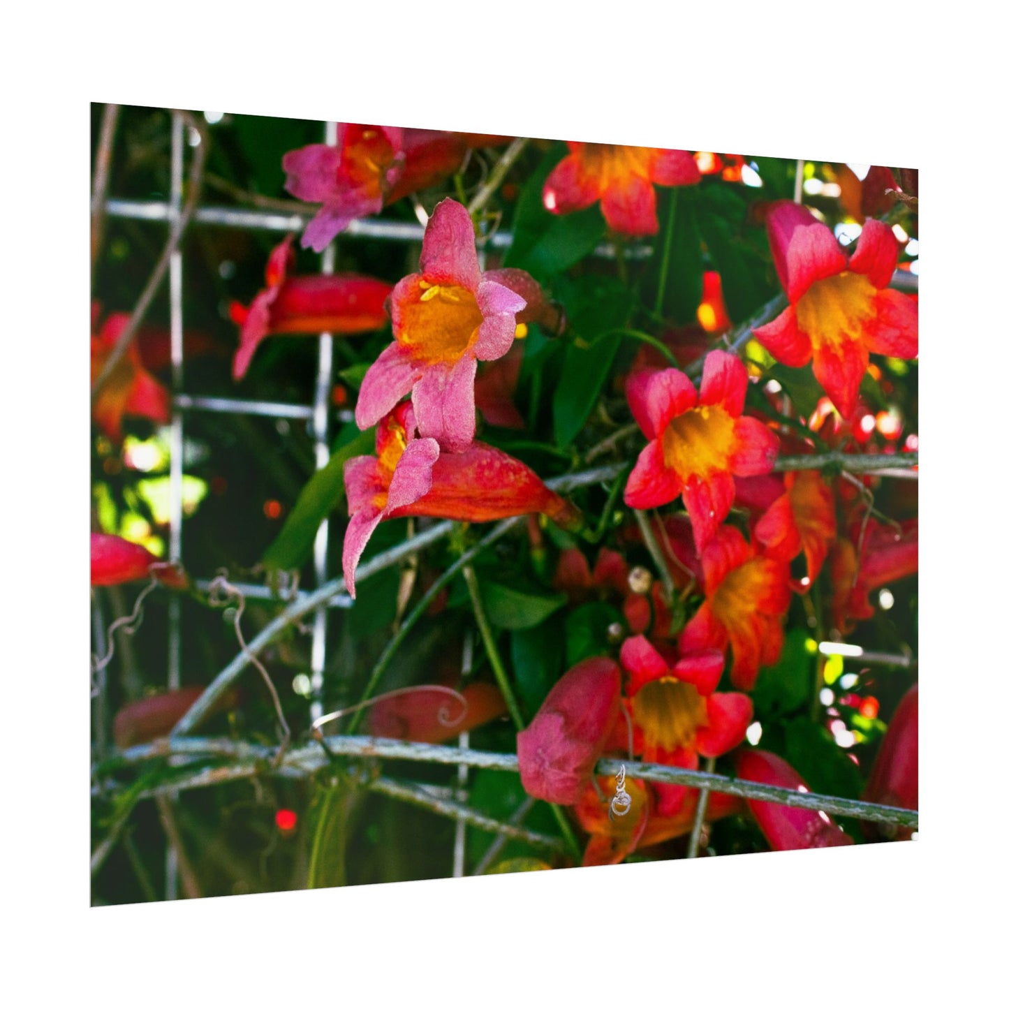 Vibrant Floral Rolled Poster | Brighten Your Space with Nature's Beauty