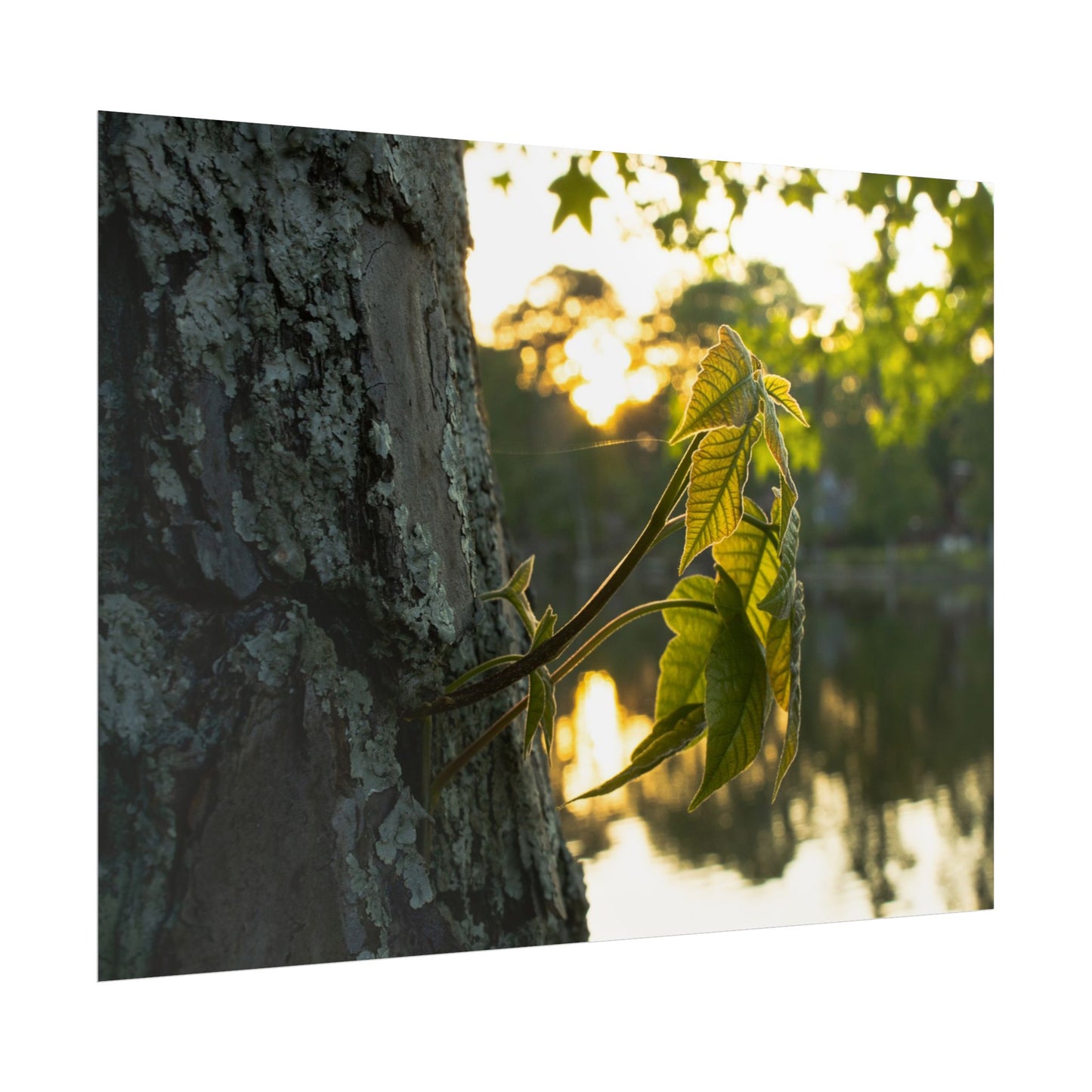 Nature-Inspired Rolled Poster - Tranquil Greenery Wall Art for Home Decor