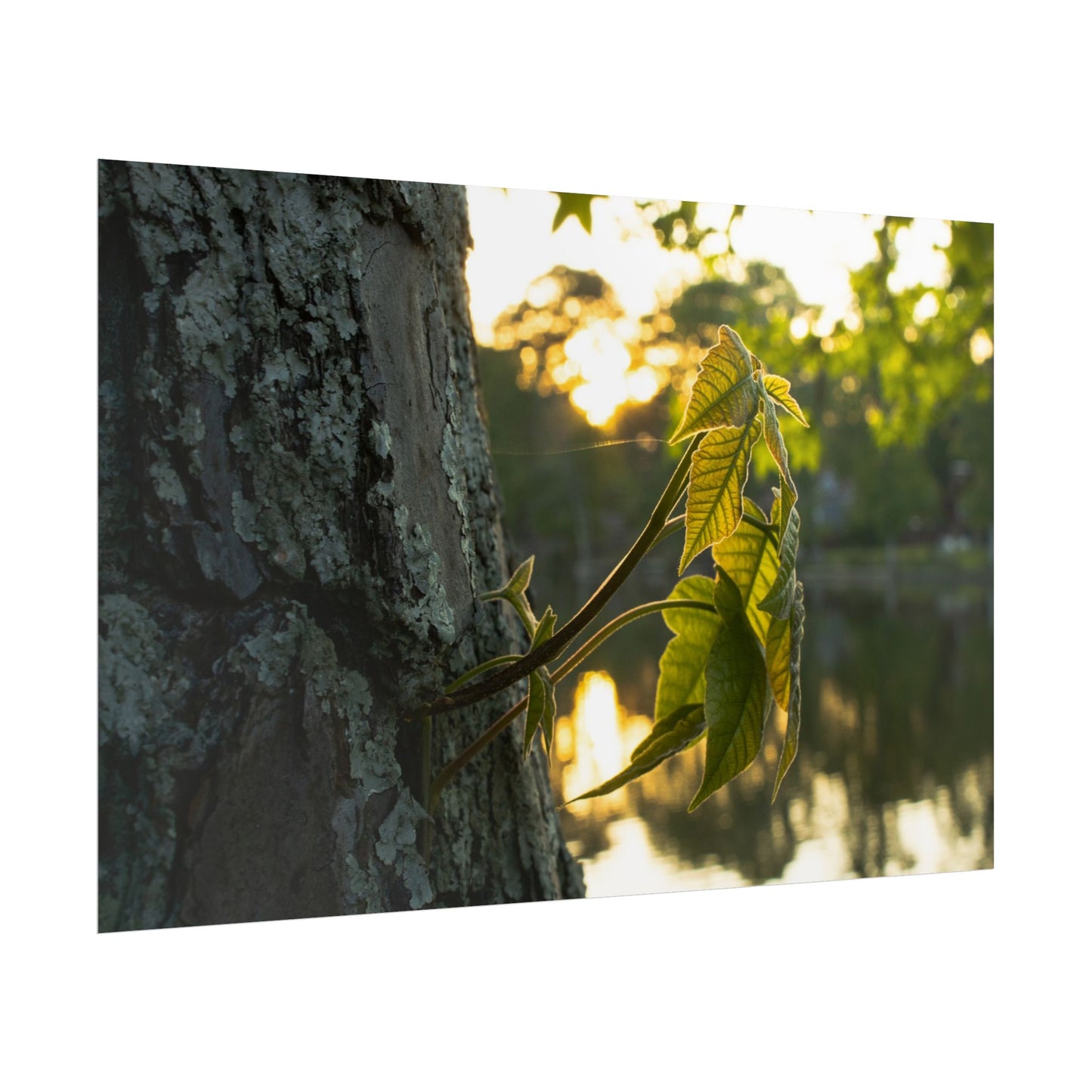 Nature-Inspired Rolled Poster - Tranquil Greenery Wall Art for Home Decor