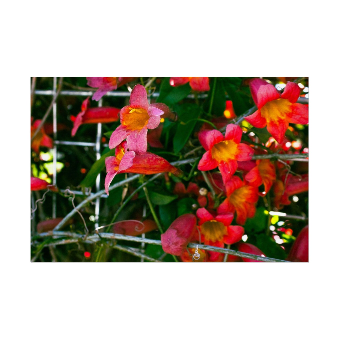 Vibrant Floral Rolled Poster | Brighten Your Space with Nature's Beauty