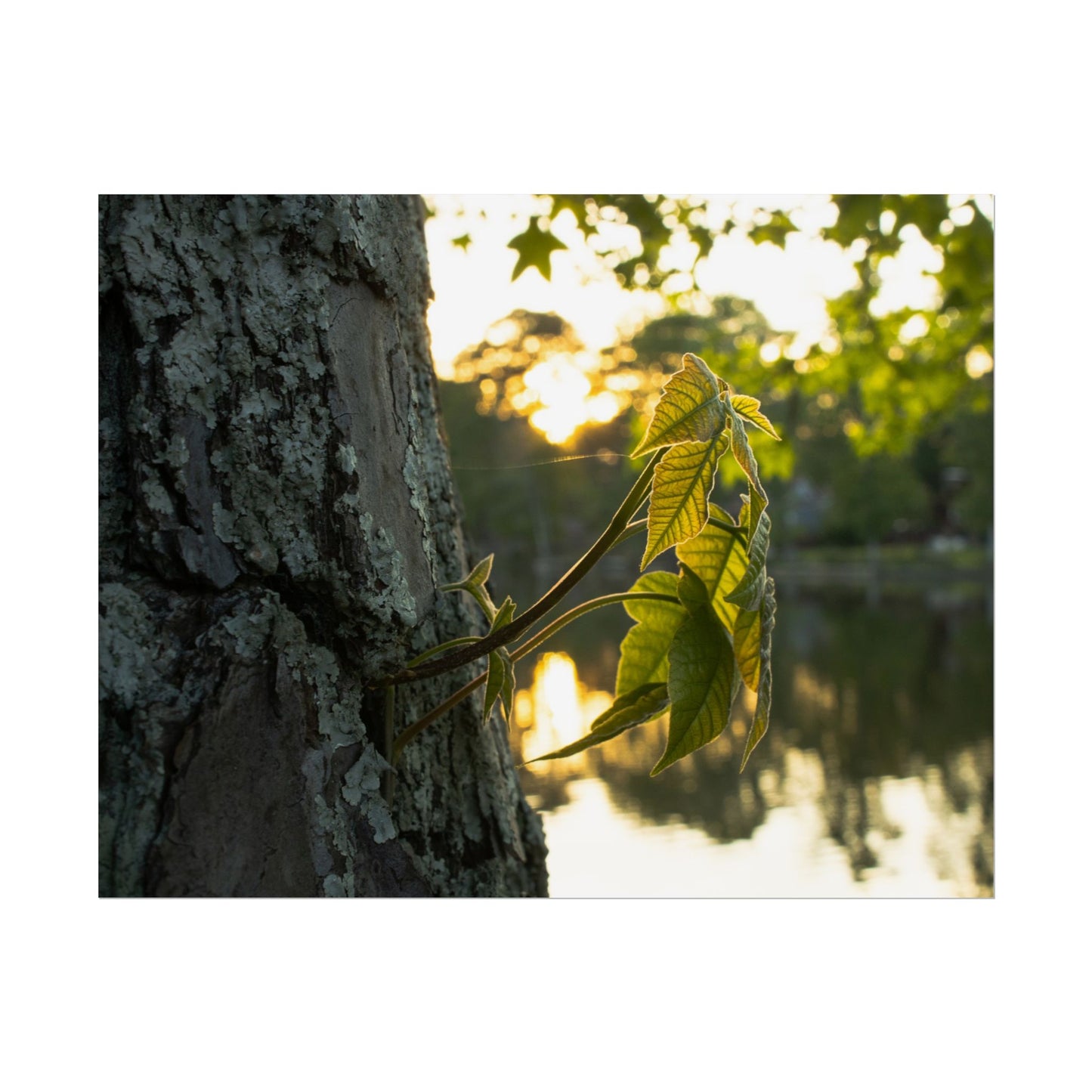 Nature-Inspired Rolled Poster - Tranquil Greenery Wall Art for Home Decor