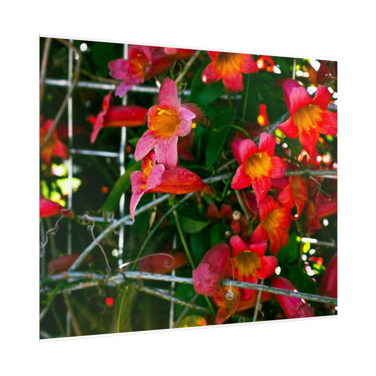 Vibrant Floral Rolled Poster | Brighten Your Space with Nature's Beauty