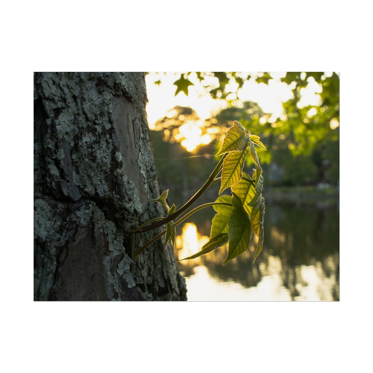 Nature-Inspired Rolled Poster - Tranquil Greenery Wall Art for Home Decor