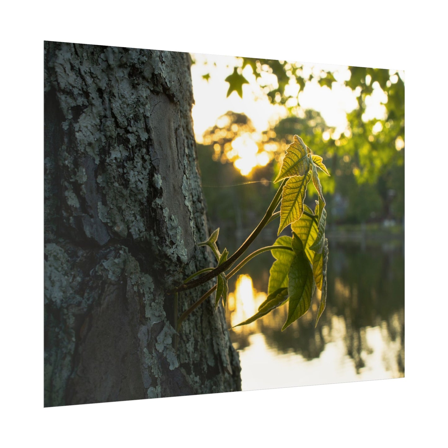 Nature-Inspired Rolled Poster - Tranquil Greenery Wall Art for Home Decor