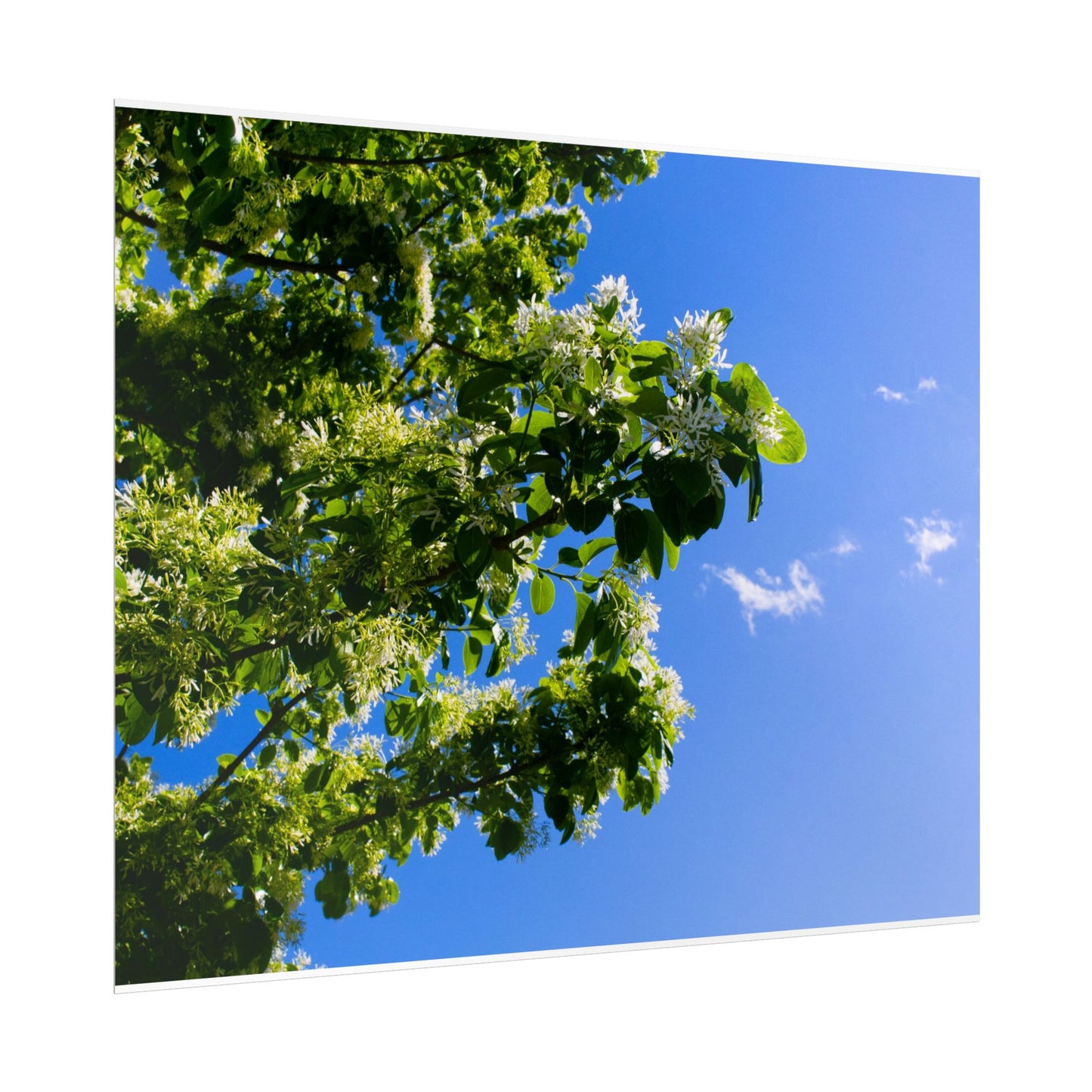 Beautiful Floral Sky Rolled Poster - Perfect Wall Art for Nature Lovers