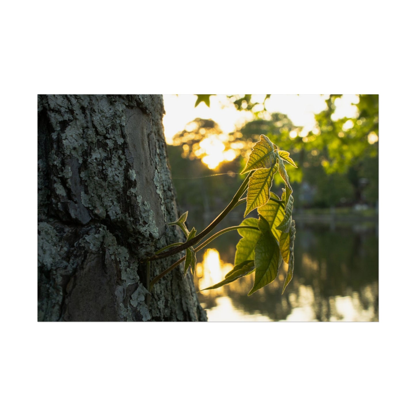 Nature-Inspired Rolled Poster - Tranquil Greenery Wall Art for Home Decor