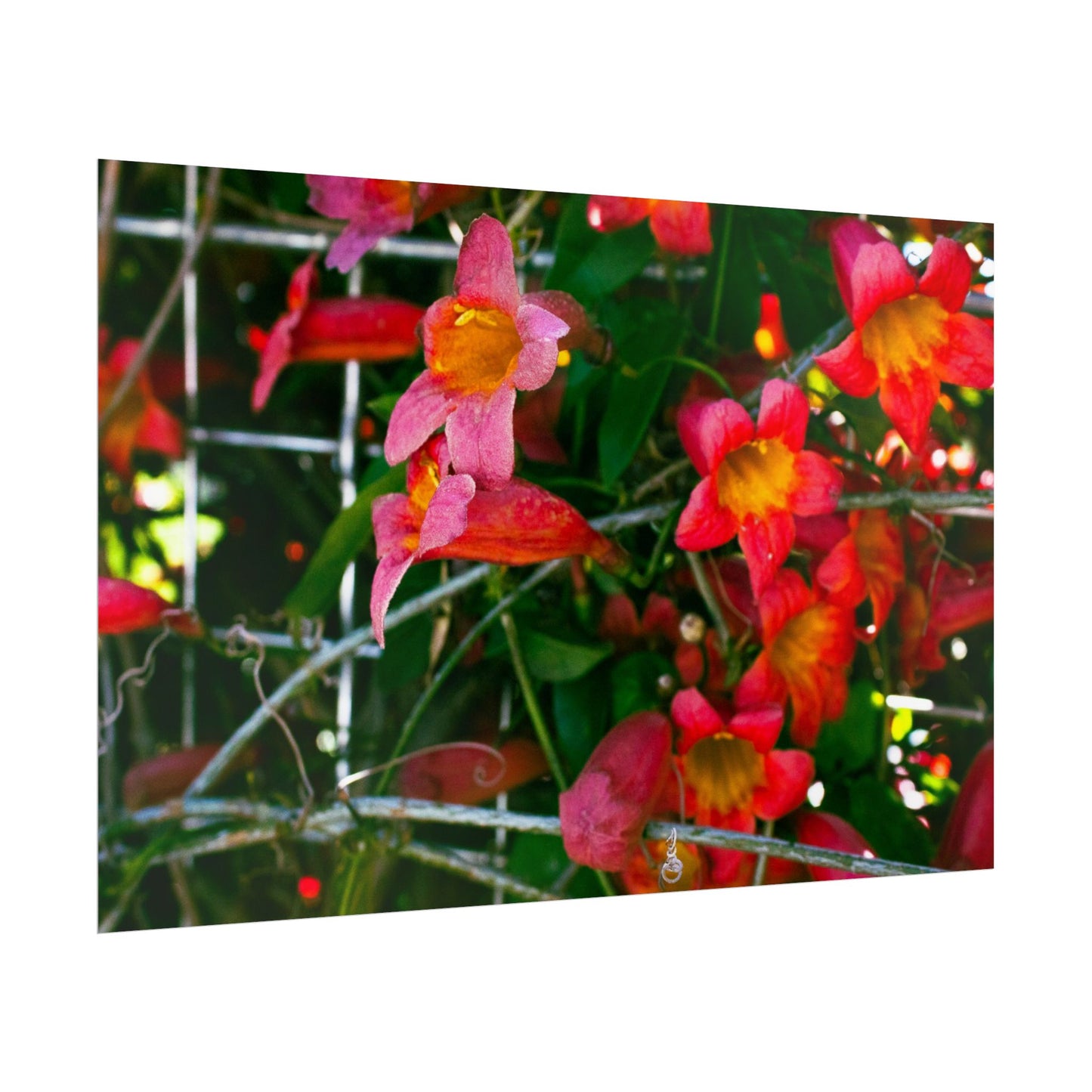 Vibrant Floral Rolled Poster | Brighten Your Space with Nature's Beauty