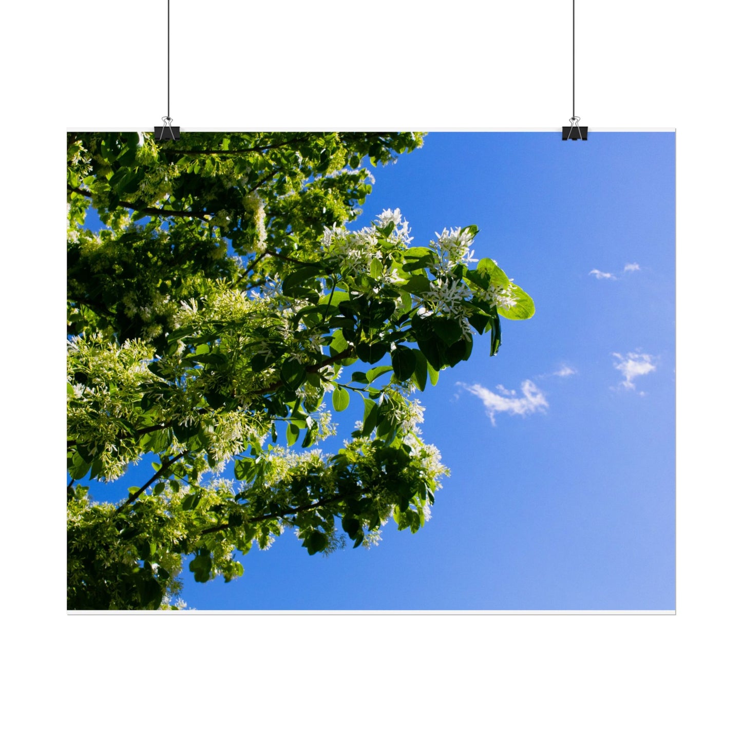 Beautiful Floral Sky Rolled Poster - Perfect Wall Art for Nature Lovers