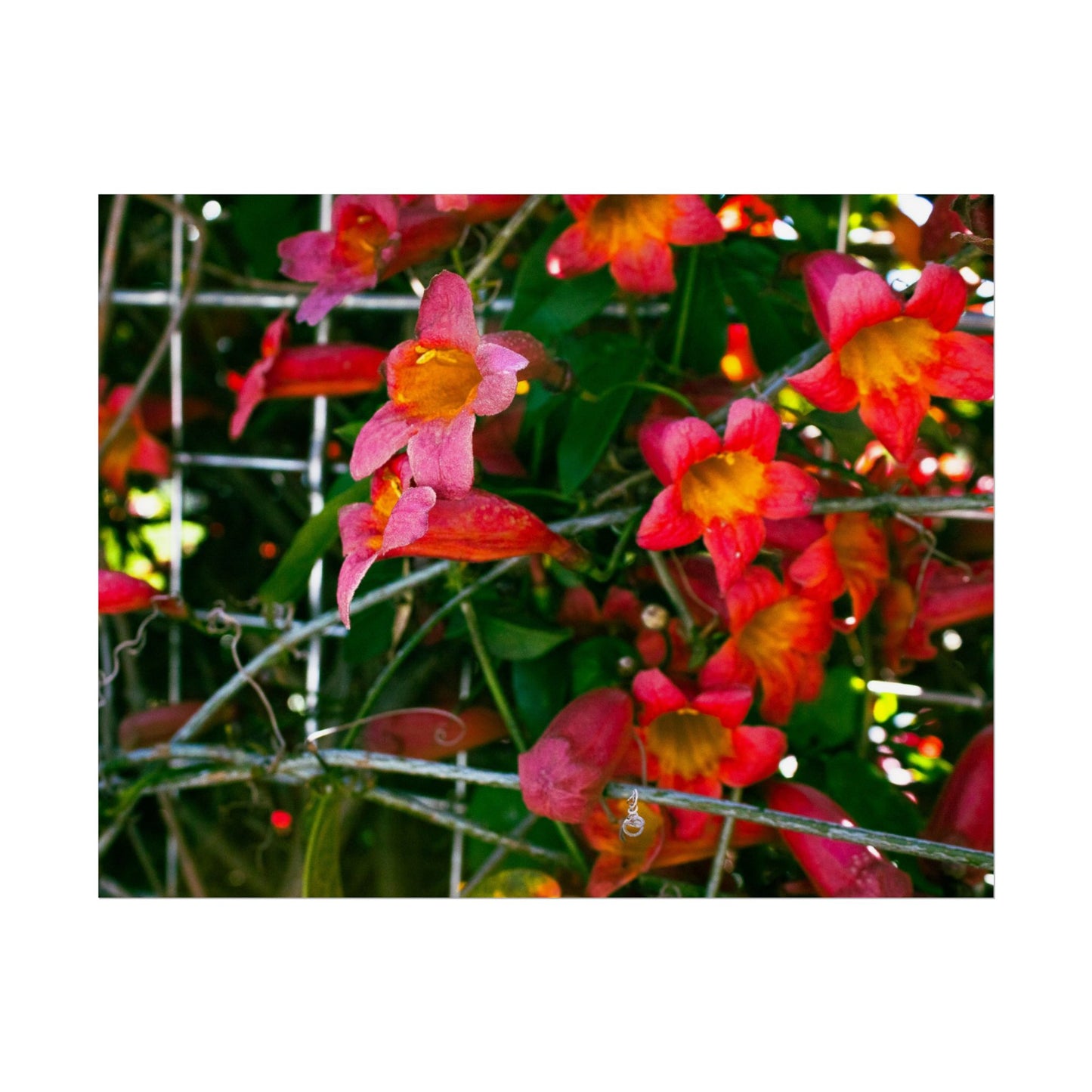 Vibrant Floral Rolled Poster | Brighten Your Space with Nature's Beauty